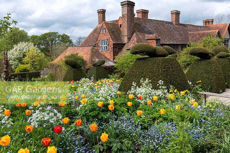 Tulipa 'Beauty of Apeldoorn', white sweet rocket and forget-me-nots in front of topiary yew peacocks. The stock beds, Great Dixter.