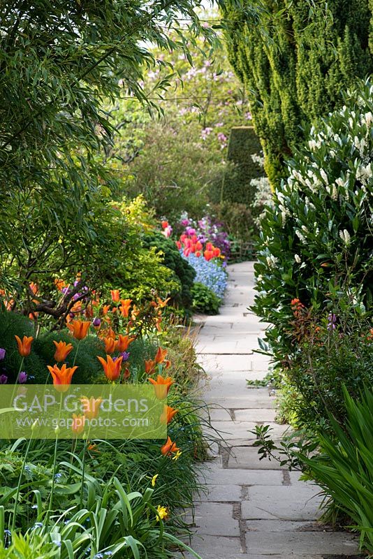 A spring border with orange Tulipa 'Ballerina' beside a stone path. In the distance, red 'Annie Shilder' and 'Dordogne', pink Tulipa 'Barcelona' and, finally, Tulipa 'Violet beauty' and 'Negrita'. Great Dixer.