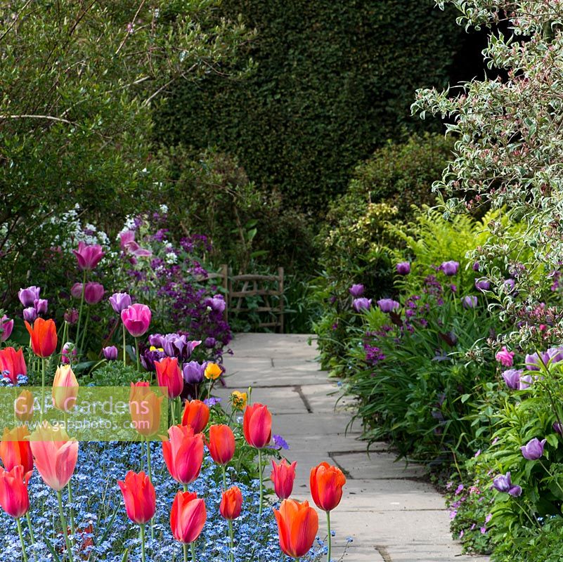 Colourful spring borders with Tulipa 'Annie Schilder' and 'Dordogne' underplanted with forget-me-nots. In the distance, pink Tulipa 'Barcelona' as well as Tulipa 'Violet beauty' and 'Negrita'. Great Dixter.