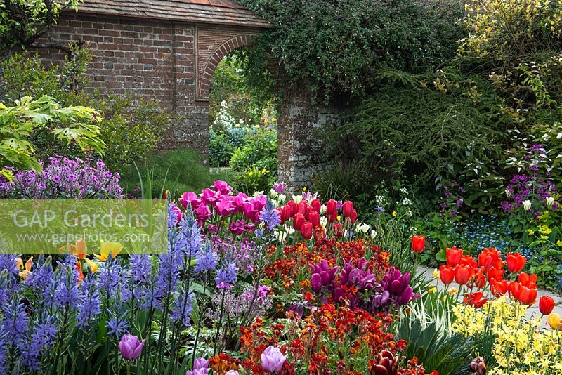Pots of camassia, narcissi, Geranium maderense, wallflowers and Tulips 'Violet Beauty', 'Pink Twist', golden 'Abu Hassan', pink and white 'Holland Chic', red double 'Antraciet, and orange 'Cairo' and 'Brown Sugar'. Great Dixter.