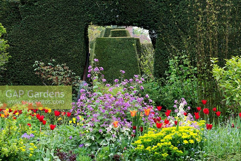 A topiary yew arch behind a spring border with purple Hesperis matronalis, euphobia, Tulipa 'Ballerina, Tulipa 'Couleur Cardinal' and Meconopsis cambrica. April, Great Dixter.