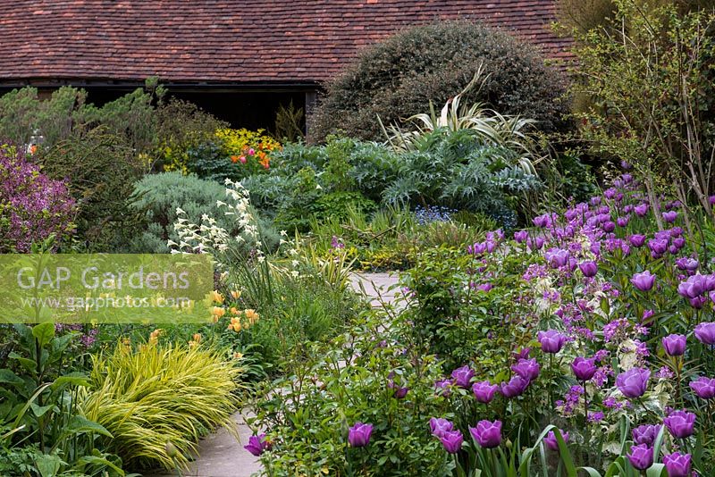 On right, a spring border with Tulipa 'Violet Beauty' and variegated honesty. On right, Tulipa batalinii 'Apricot Jewel' and clump of white Gladiolus 'The Bride'. April, Great Dixter.