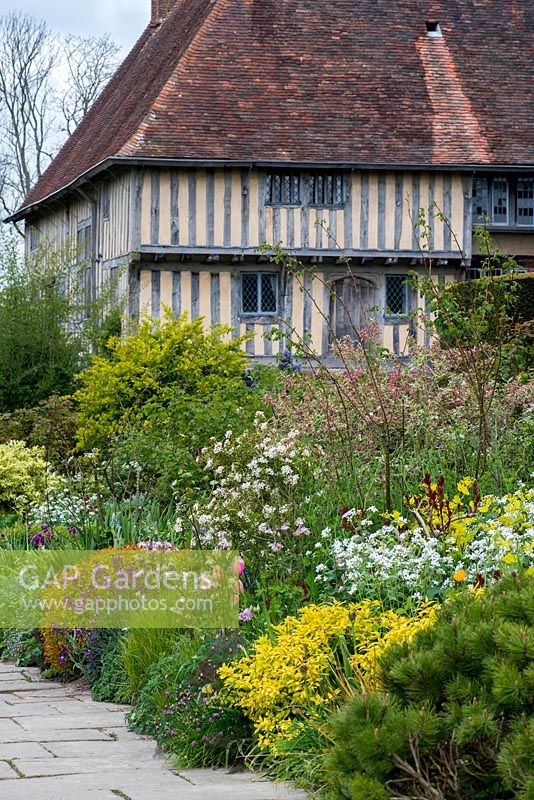 A colourful spring border with Choisya ternata, aquilegia, tulips, erysimum, spirea, weigela and a froth of sweet rocket in front of the house at Great Dixter.