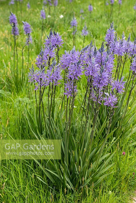 Camassia leichtlinii Caerulea Group, blue quamash, bulbous perennial