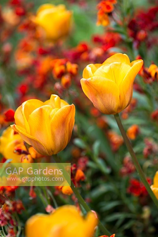 A planting combination of orange Tulipa 'Daydream' and wallflowers