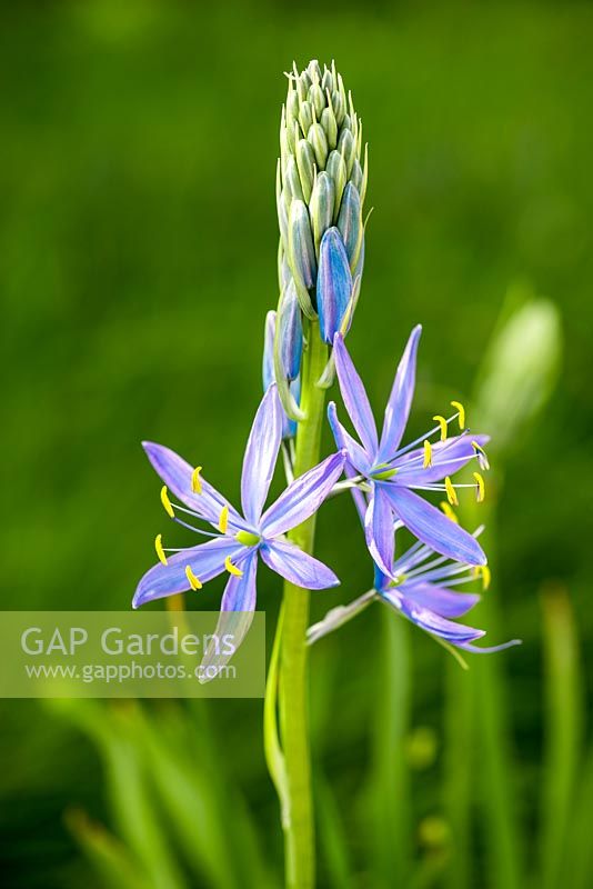 Camassia leichtlinii Caerulea Group, blue quamash, bulbous perennial