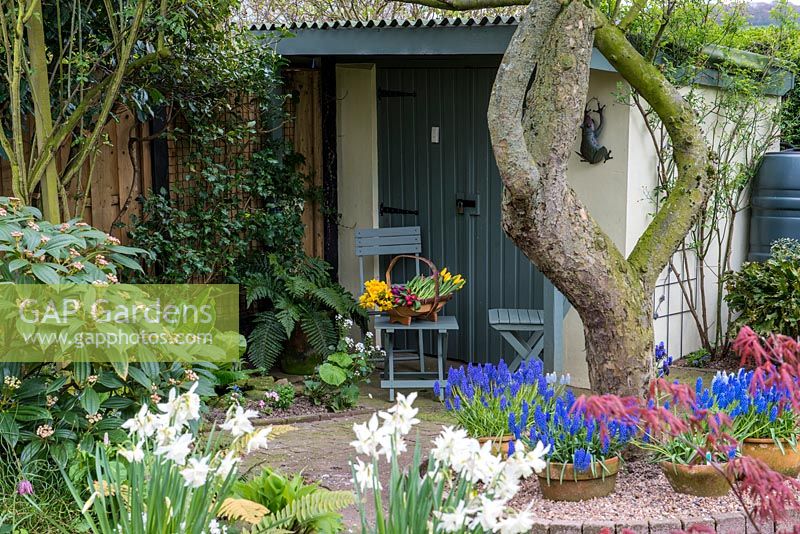 A painted shed and storeroom behind spring container planted with Narcissus and Muscari.    Blue wooden slatted chair and table.