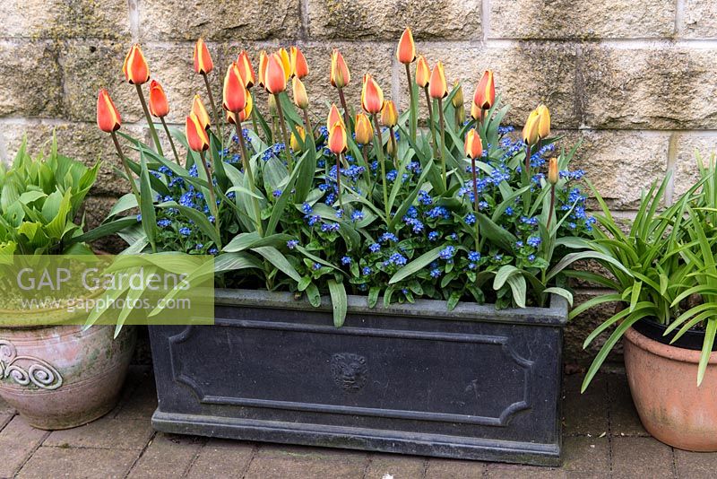 Flowering amidst forget-me-nots in lead cistern, Tulipa 'Stresa', an early flowering Kaufmanniana tulip. Height 25cm. Ideal for containers