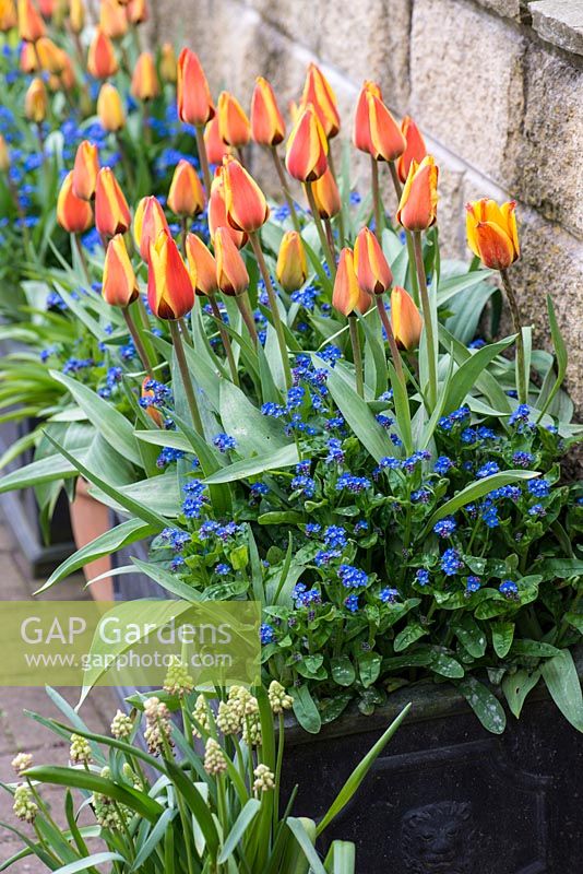 Flowering amidst forget-me-nots in lead cistern, Tulipa 'Stresa', an early flowering Kaufmanniana tulip. Height 25cm. Ideal for containers