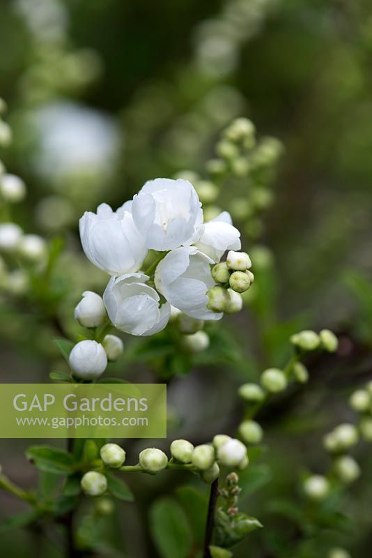 Exochorda macrantha 'The Bride', a deciduous shrub with pure white flowers in early spring. 