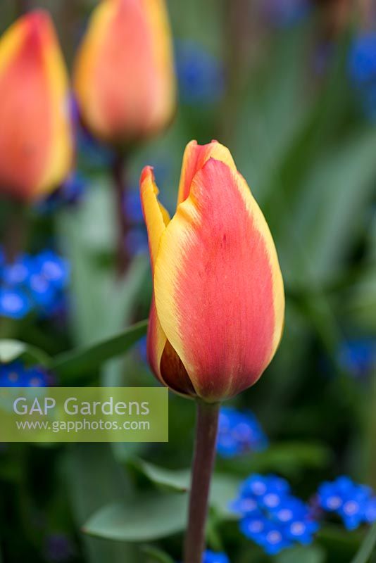 Tulipa 'Stresa', an early flowering Kaufmanniana tulip. Height 25cm