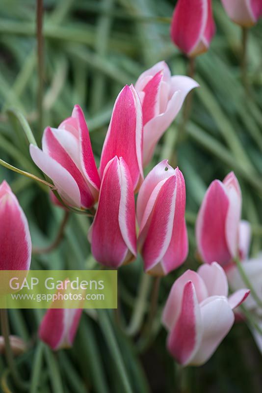 Tulipa clusiana 'Lady Jane', an early flowering, 25cm high tulip with flowers of rosy red with ivory petal margins.