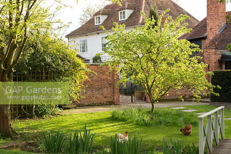 A 17th century farm house and country garden in spring, with chickens on the lawn beneath a tree.