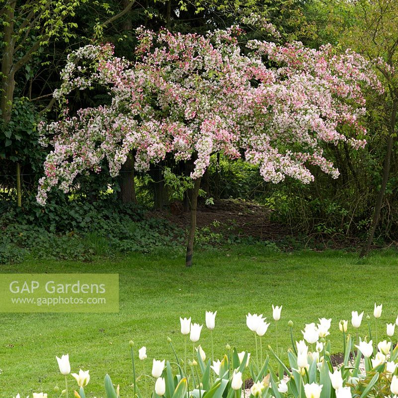 Malus - crabapple tree in blossom behind a border of Tulipa 'White Triumphator'.