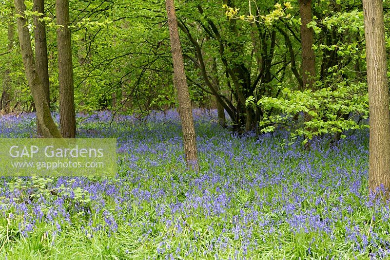 Woodland with a carpet of naturalised bluebells.