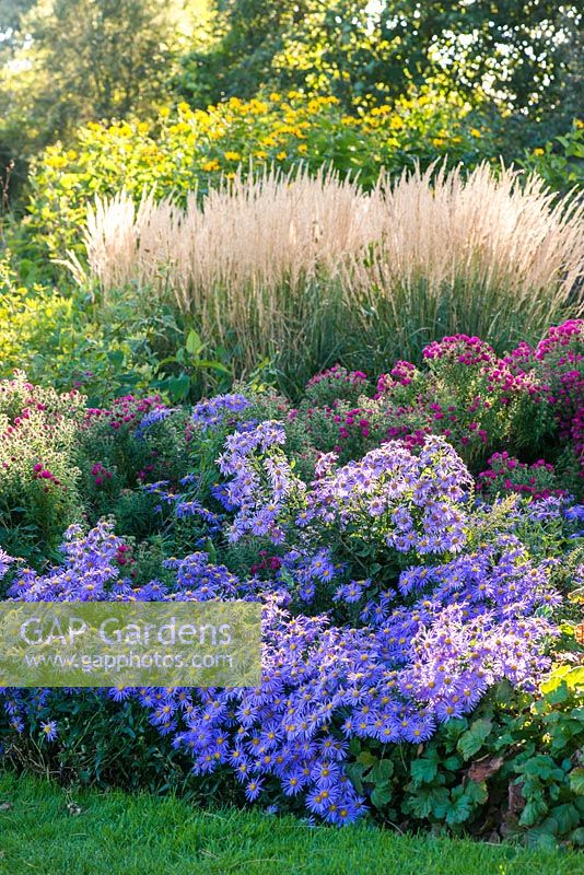 Aster amellus 'King George', Aster novae angliae 'Septemberrubin', Calamagrostis acutiflora 'Karl Foerster' - feather reed-grass