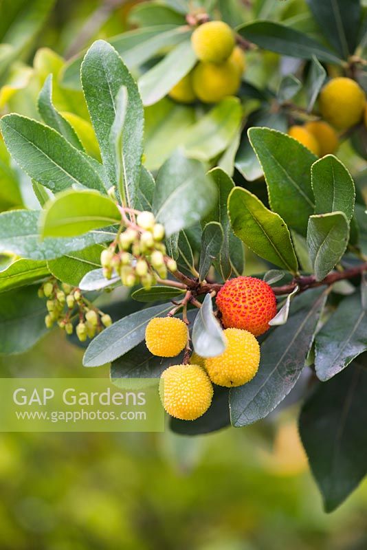 Arbutus unedo - strawberry tree, cane apple - in October