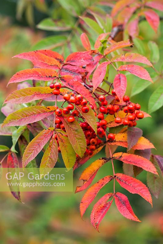 Sorbus commixta - Japanese rowan - Whitebeam