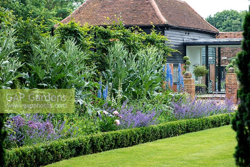 A long box-edged summer border planted with delphinium, knautia, catmint, peonies and cardoons.