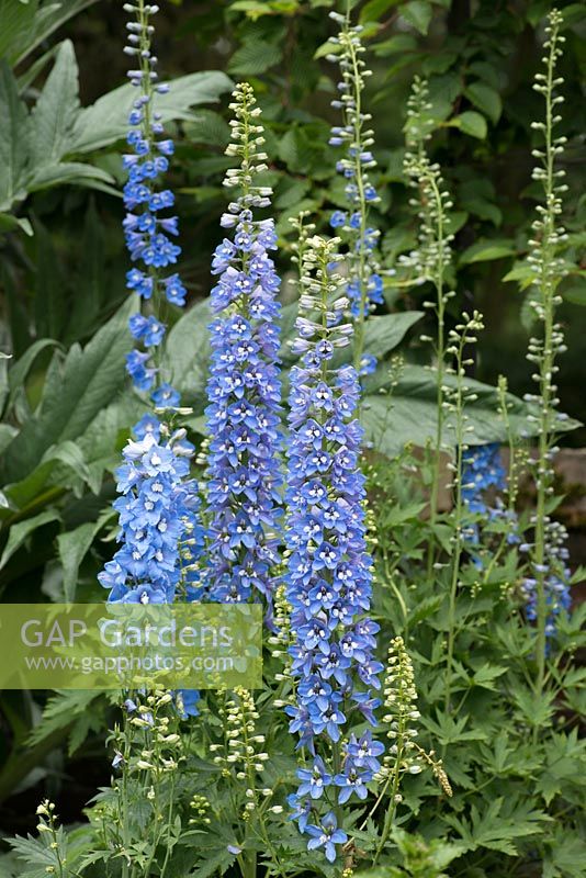 Blue delphiniums in Summer bed