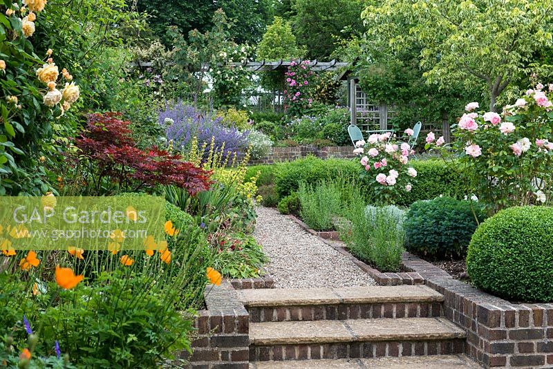 A terraced garden with gravel path edged in Californian poppies, box balls, sisyrinchium, alchemilla and Rosa 'Jenny's.