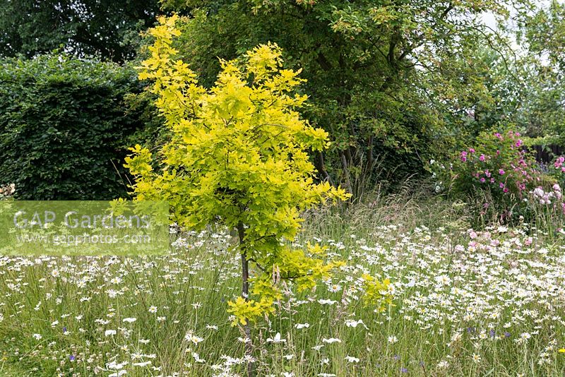 Rising above ox eye daisies, Quercus robur 'Concordia', golden leaved English oak, a slow growing, compact tree reaching 8 metres in height.