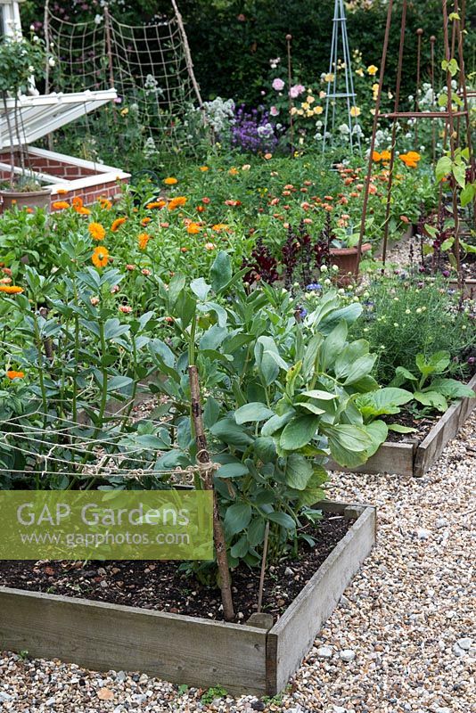 Growing in potager, raised beds of broad beans, marigolds and beans.