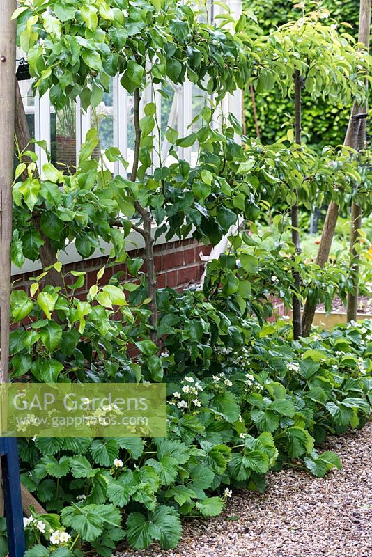 Pyrus 'Beth' and 'Concorde' backing onto a greenhouse, pears trained in a cordon, above strawberry plants