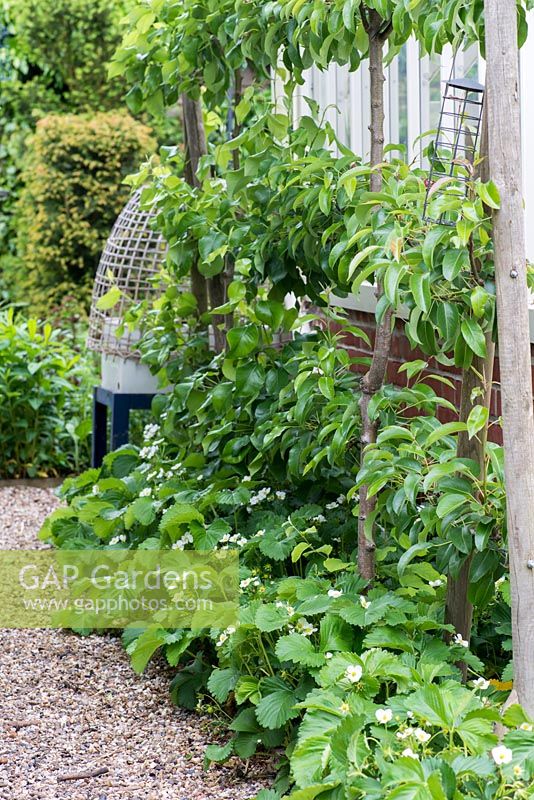 Backing onto a greenhouse, pears 'Beth' and 'Concorde' trained in a cordon, above strawberry plants