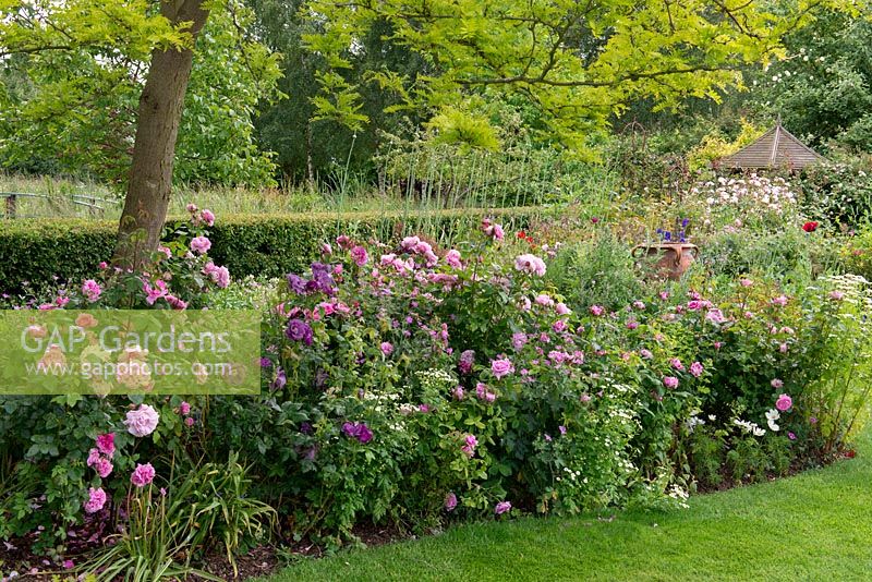 A large border of pink and purple roses - 'Gertruse Jekyll', 'Mary Rose', 'Ferdinand Pichard', 'Rhapsody in Blue' beneath a gleditsia tree.