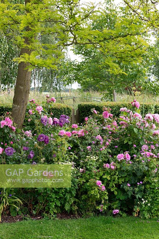 A large border of pink and purple roses - 'Gertruse Jekyll', 'Mary Rose', 'Ferdinand Pichard', 'Rhapsody in Blue' beneath a gleditsia tree.