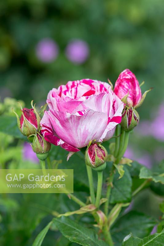 Rosa 'Ferdinand Pichard', fragrant repeat flowering rose, June.