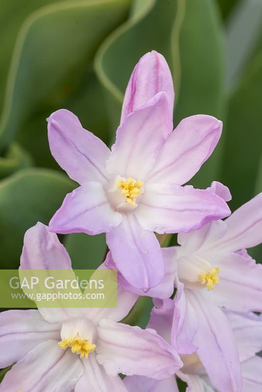 Chionodoxa forbesii 'Pink Giant'