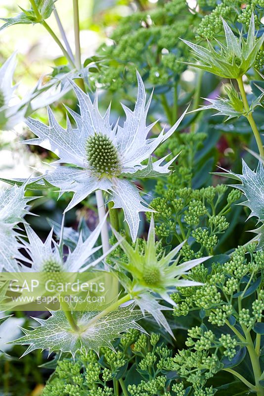 Eryngium giganteum with Sedum Abbeydore