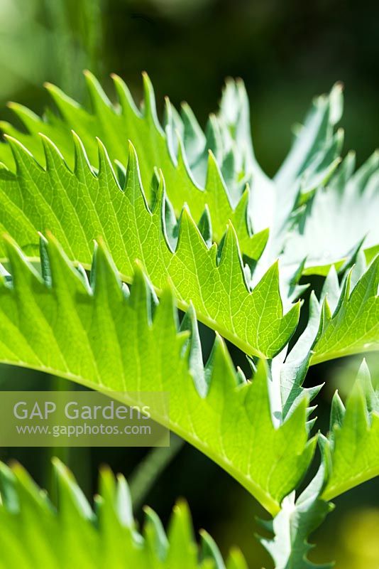 Melianthus major