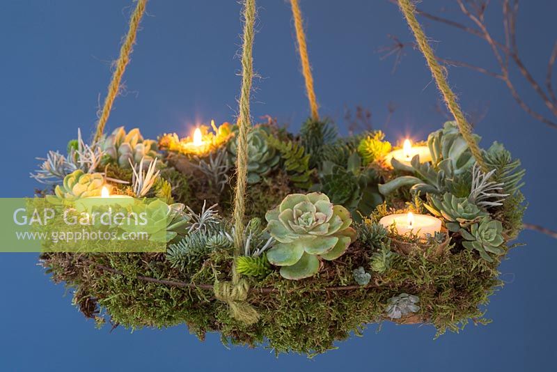 A Succulent hanging wreath, planted with a variety of Succulents, Moss and Candles