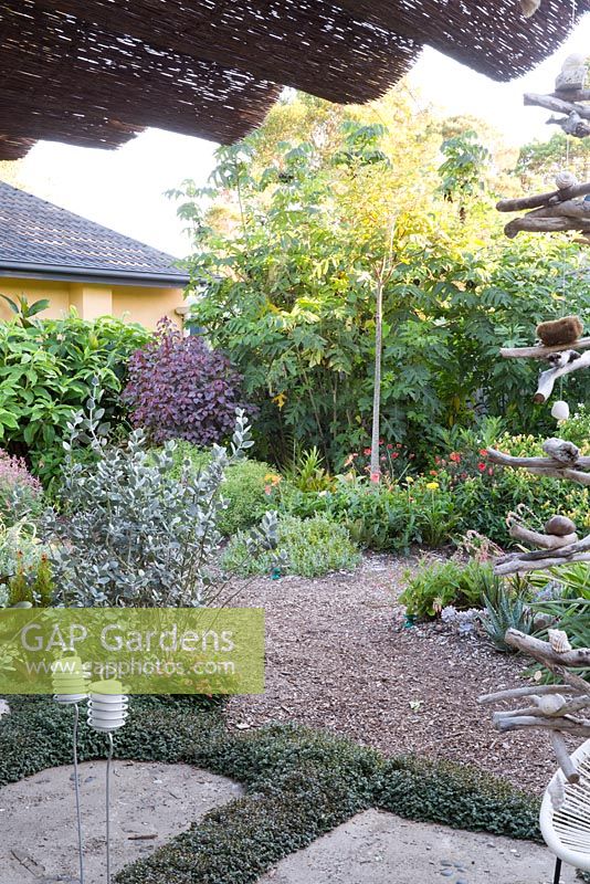 View from sitting area into garden showing grey foliage of Kalanchoe hildebrantill 'Silver Spoons', screening plants L to R Costus comosus, purple foliage of Euphorbia cotinifolia and Montanoa bipinnatifida Mexican Tree Daisy. Ground plants include gerberas