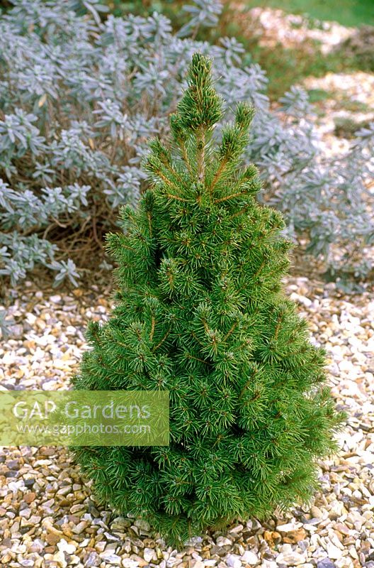 Picea glauca var albertiana conica growing in gravel, March