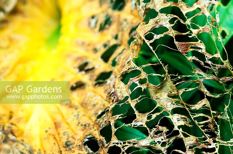 Decaying hosta leaf, October