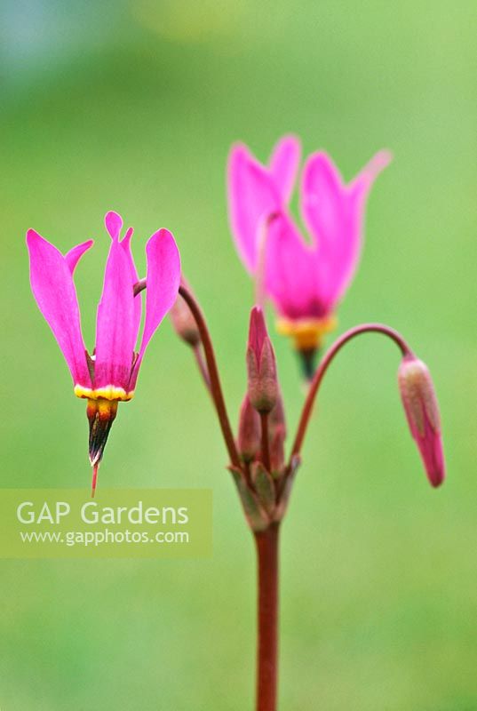 Dodecatheon pulchellum - red wings