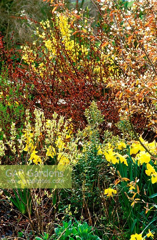 Isobel Cameron's garden. Fortrose. Scotland. Planting chosen to survive in salty, windy environment 