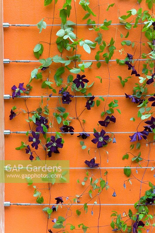 Clematis romantika on aluminium wire trellis