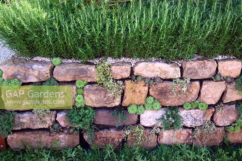 Stone wall planted with Thyme - Thymus, Houseleeks - Sempervivum and Rosemary - Rosmarinus in The Go Modern Garden, RHS Chelsea Flower Show 2010, designed by Jamie Dunstan, Silver medal winner