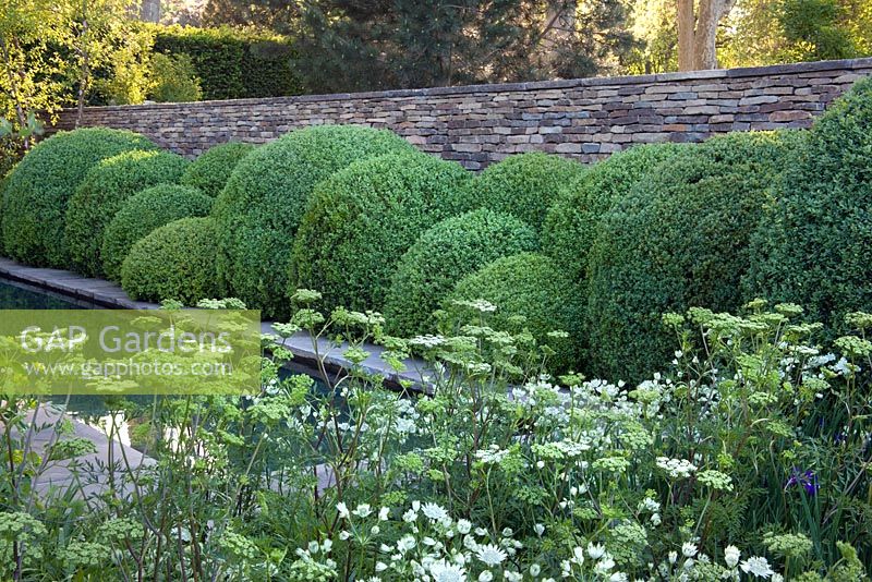 Hedge of cloud-pruned box, Baltic parsley - Cenolophium denudatum and Astrantia major 'White Giant' in the Laurent-Perrier Garden, RHS Chelsea Flower Show 2010, designed by Tom Stuart-Smith, Gold Medal winner