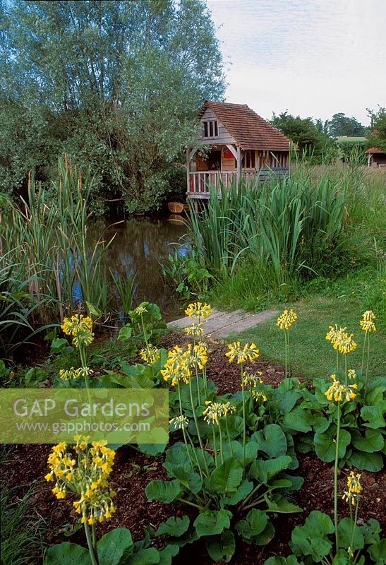 Wildlife pond with waterside planting of primula veris and bulrushes - scirpus with a wooden boathouse 