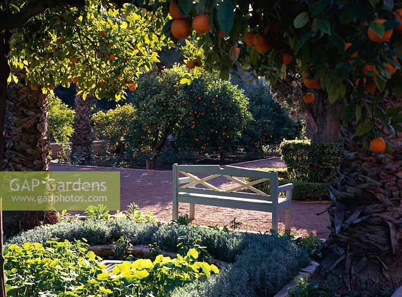 La Momounia Gardens, Marrakech, Morroco. Bench amongst citrus - orange trees, December