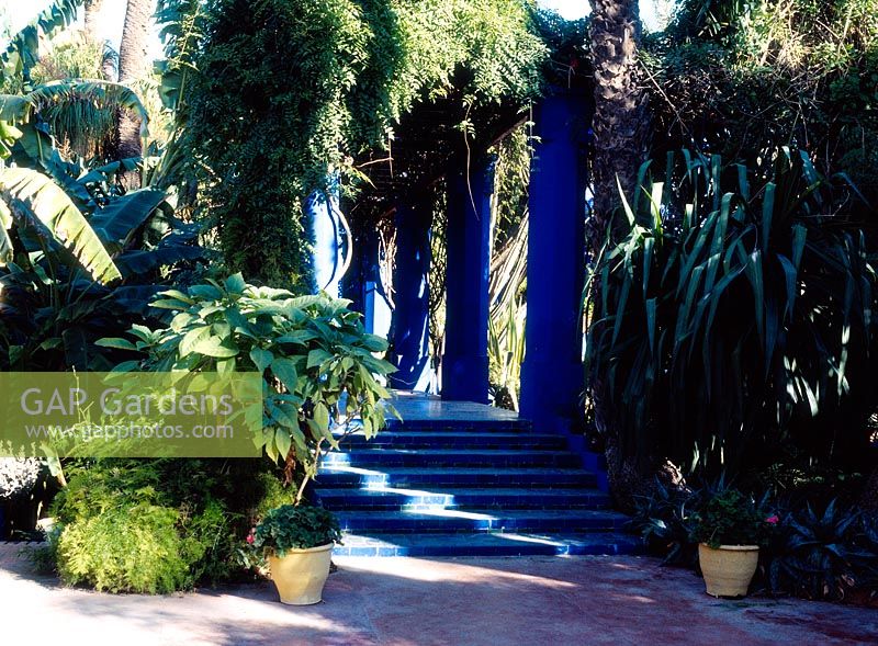 La Majorelle Garden, Marrakech, Morocco. Blue painted steps and pergola with jasminum Owner: Yves St Laurent 