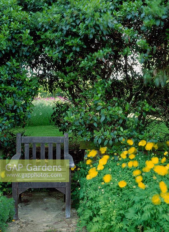 Wooden chair beneath laurel hedge, beside yellow poppies, May, Toddington Manor, Bedfordshire