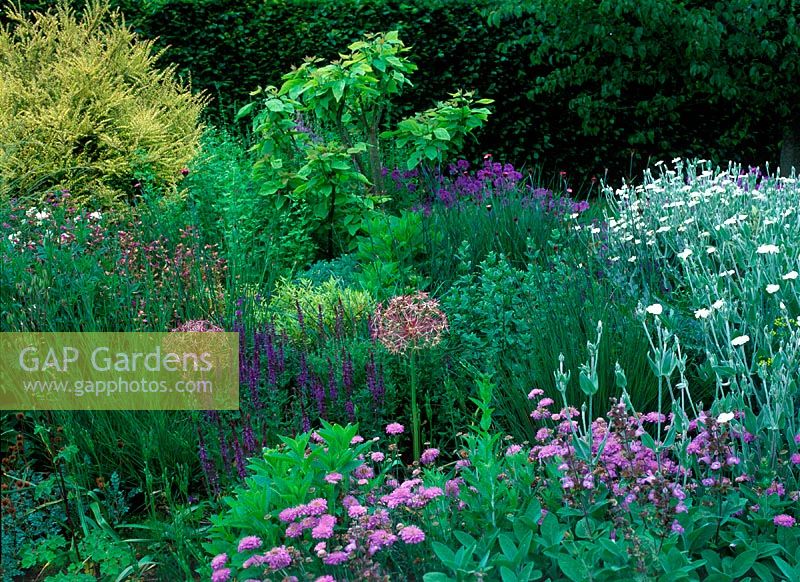 Border planted with - lychnis coronaria alba, allium christophii, lonicera nitida bagessens gold, stipa marei, catalpa speciosa, salvia and scabiosa butterfly blue. Summer, South Over, Kent, Owners: Anke and David Way