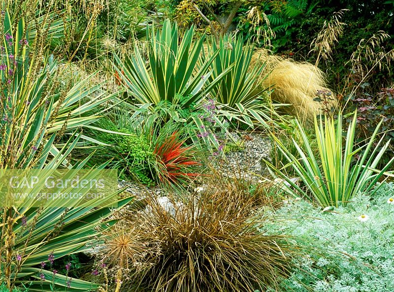 An exotic seaside garden, with planting of yucca gloriosa variegata. fascicularia bicolor, stipa gigantea and s. tenuissima, anthemis, carex and allium seedheads, September. Charney Well: Owner Christopher Holliday.
